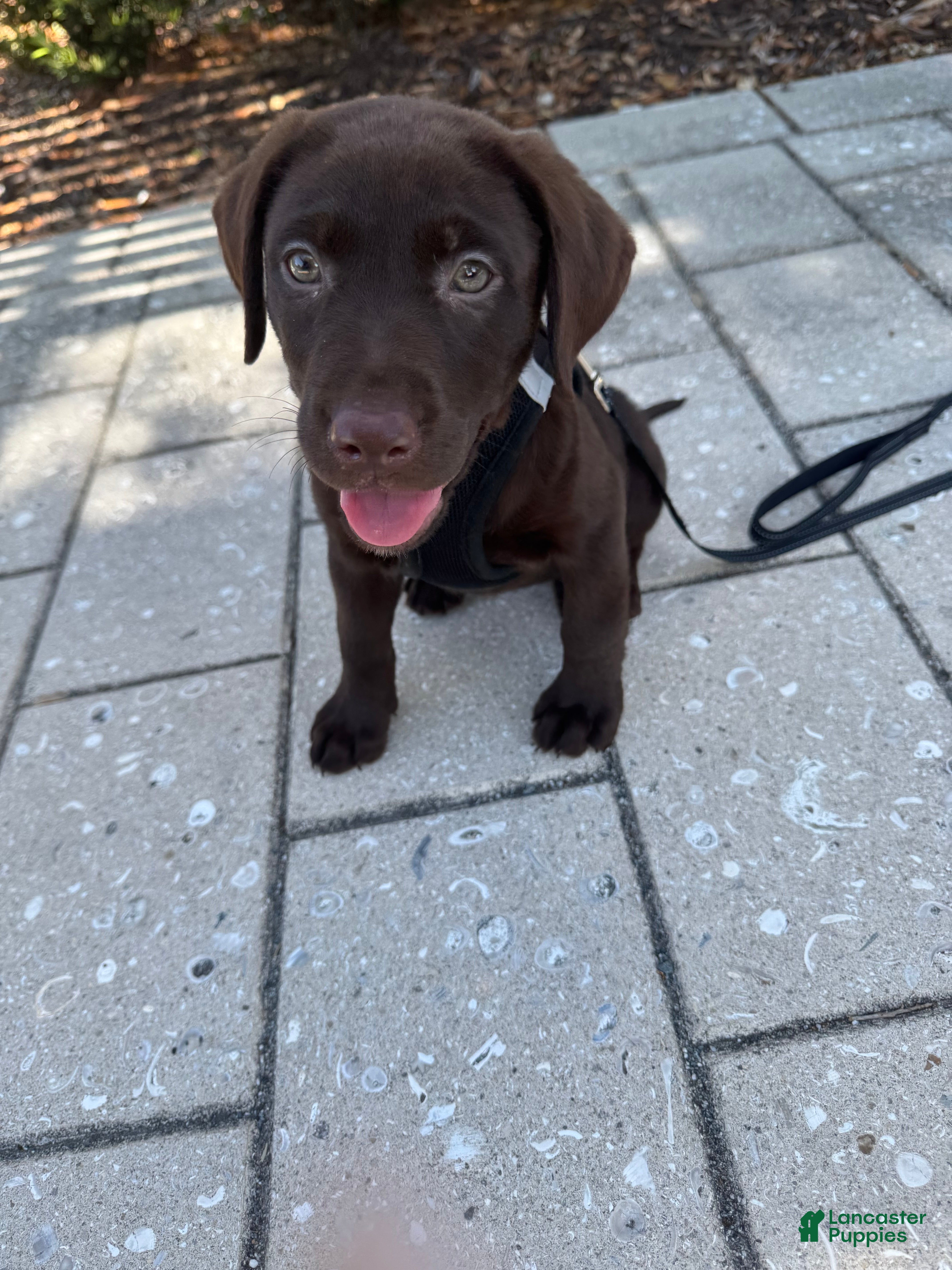 Labrador Retriever dogs Labrador Retriever Puppy 2 - Ad 1