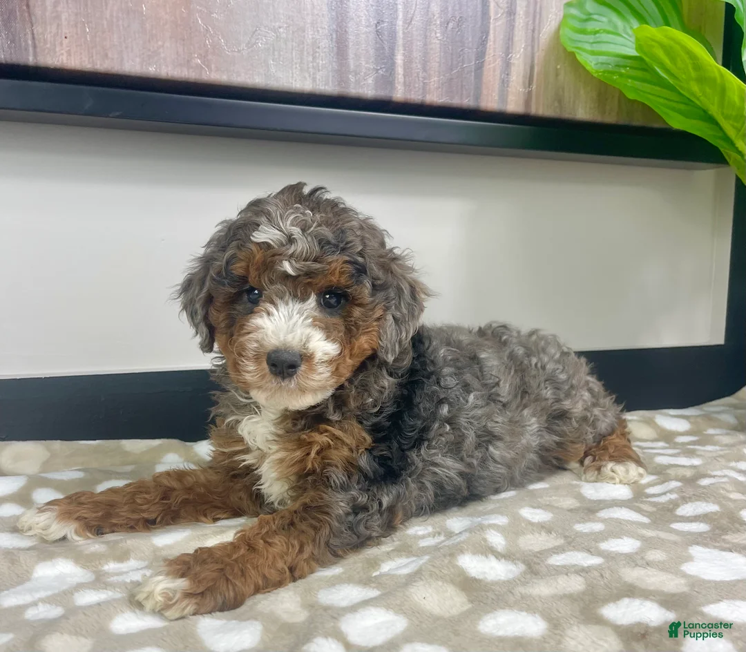 Mini Bernedoodle dogs for sale: Bailey - Ad 5