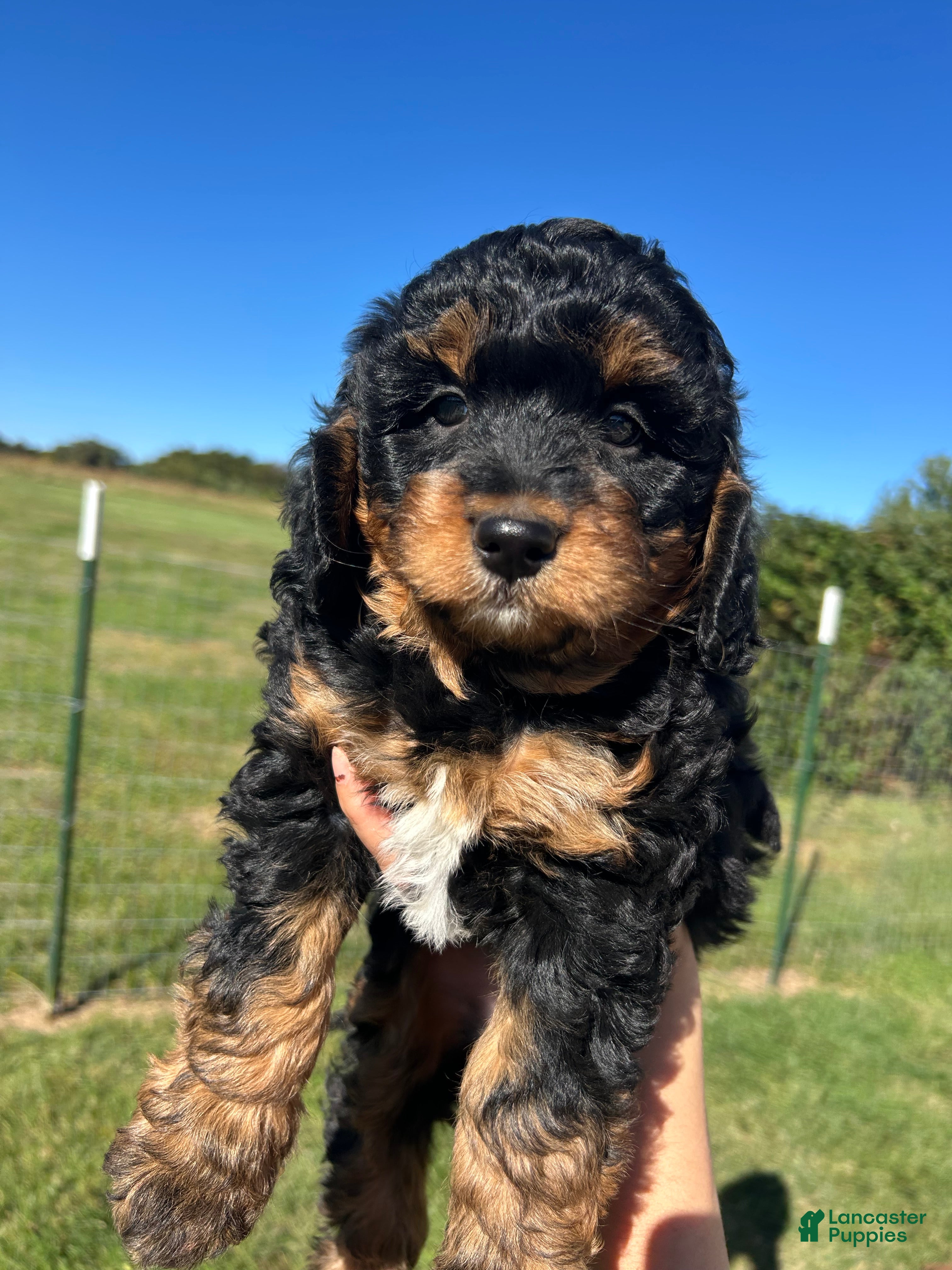 Mini Bernedoodle dogs Peaches - Ad 25