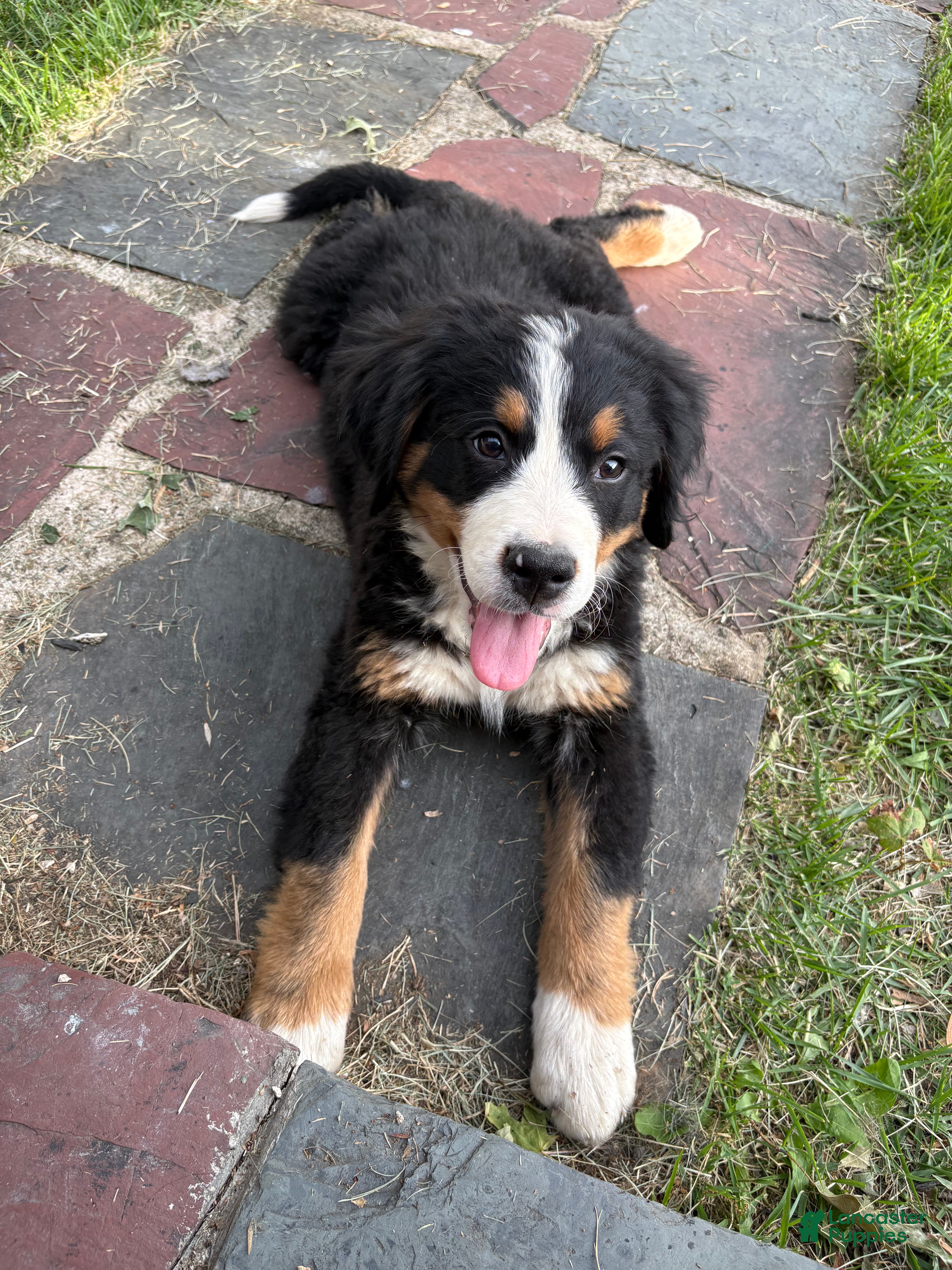 Bernese Mountain Dog dogs for sale: Otis  - Ad 1