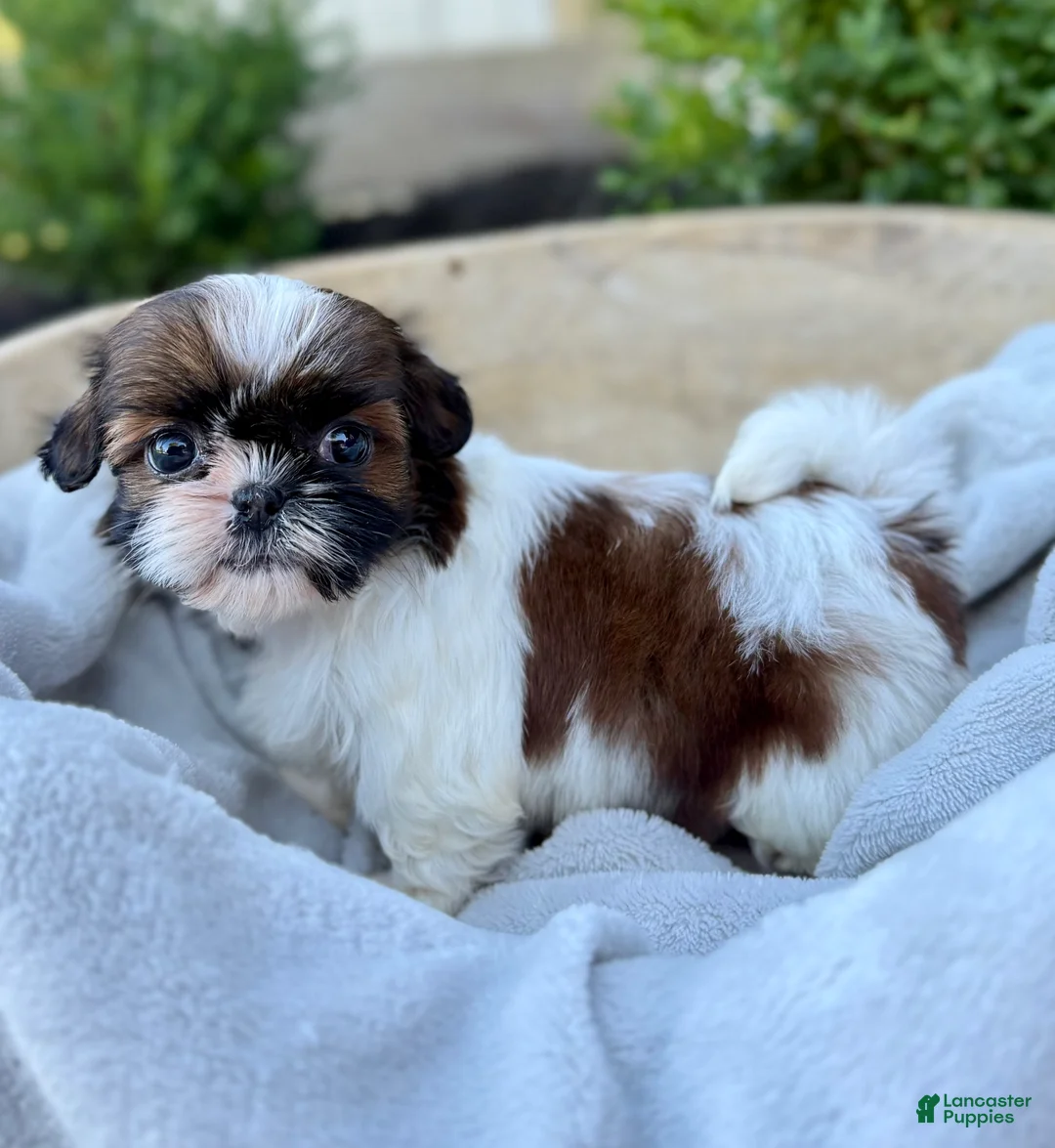 Shih Tzu dogs for sale: AKC Letti - Ad 2