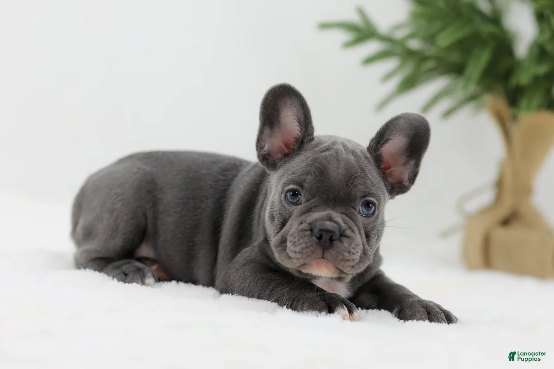 French Bulldog dogs for sale: Hannah - Ad 2