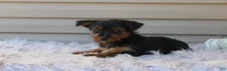 Yorkshire Terrier dogs for sale: Scotty - Ad 14