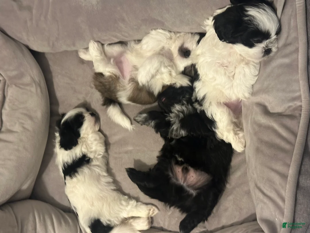 Shih Tzu dogs for sale: Blusito - Ad 4