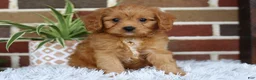 Cavapoo dogs for sale: Simba - Ad 12