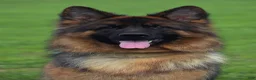 German Shepherd dogs for sale: German Shepherd 3 - Ad 4