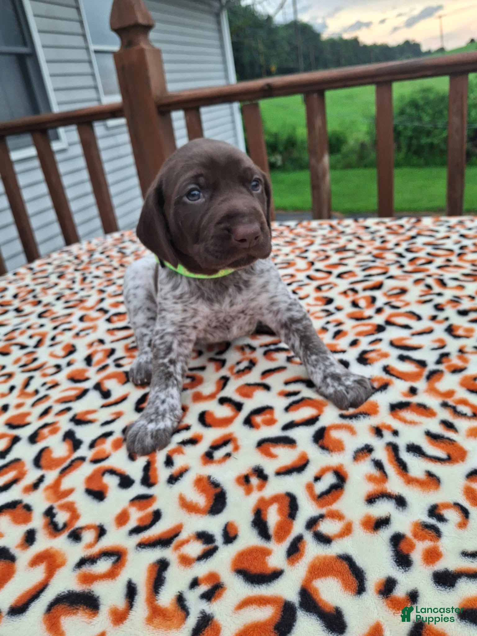 German Shorthaired Pointer dogs German Shorthaired Pointer Reed - Ad 5