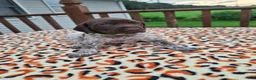 German Shorthaired Pointer dogs for sale: German Shorthaired Pointer Reed - Ad 1