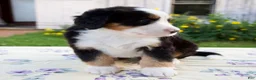 Bernese Mountain Dog dogs for sale: Sara Beth - Ad 4