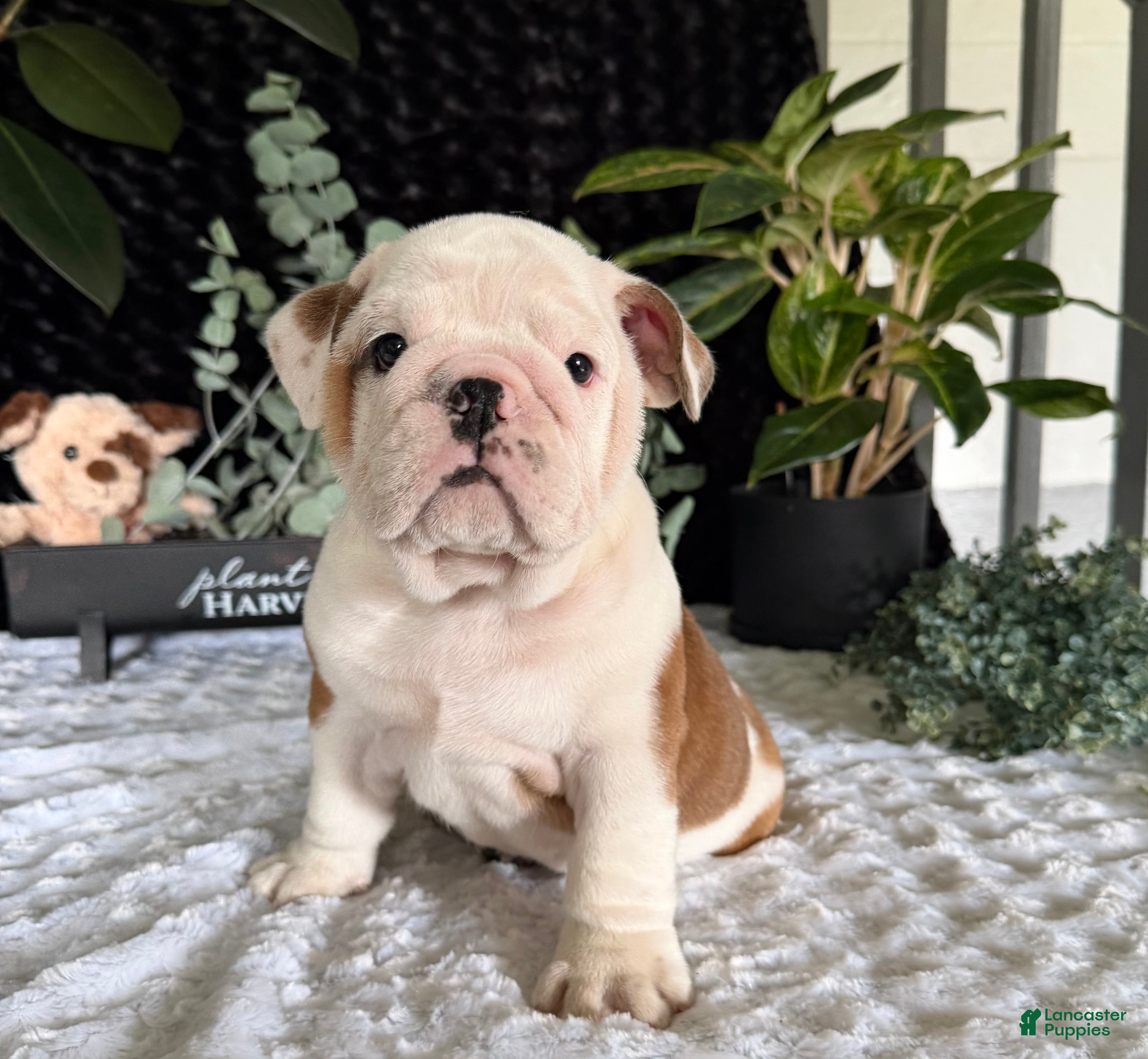 English Bulldog dogs Theo - Ad 19