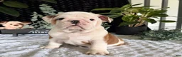 English Bulldog dogs for sale: Theo - Ad 1