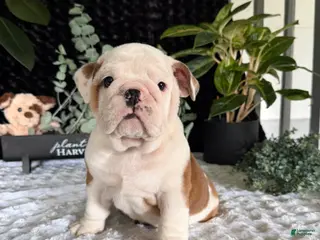English Bulldog dogs Theo - Ad 19