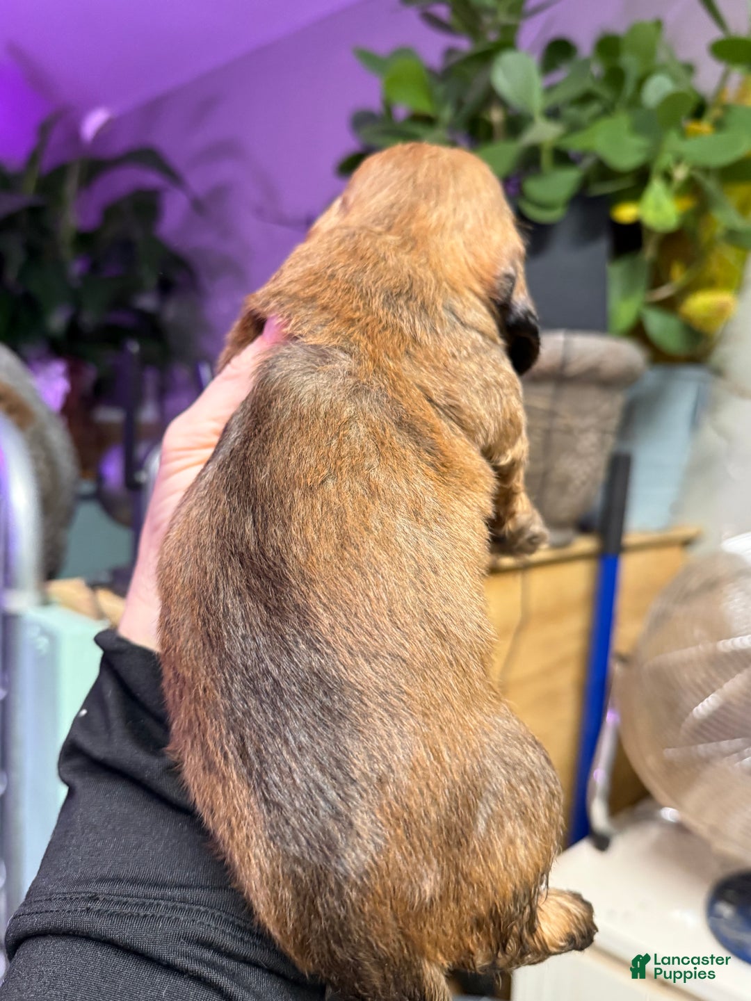 Miniature Dachshund dogs for sale: Miniature Dachshund Puppy 3 - Ad 2