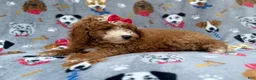 Mini Goldendoodle dogs for sale: Lucy - Ad 7