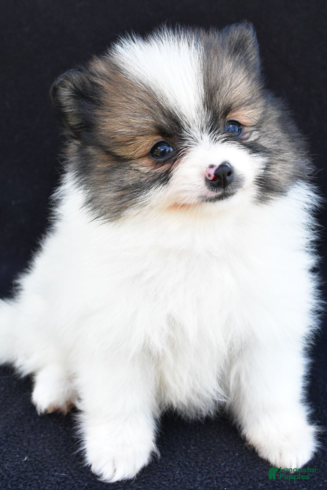 Pomeranian dogs Oscar - Ad 2