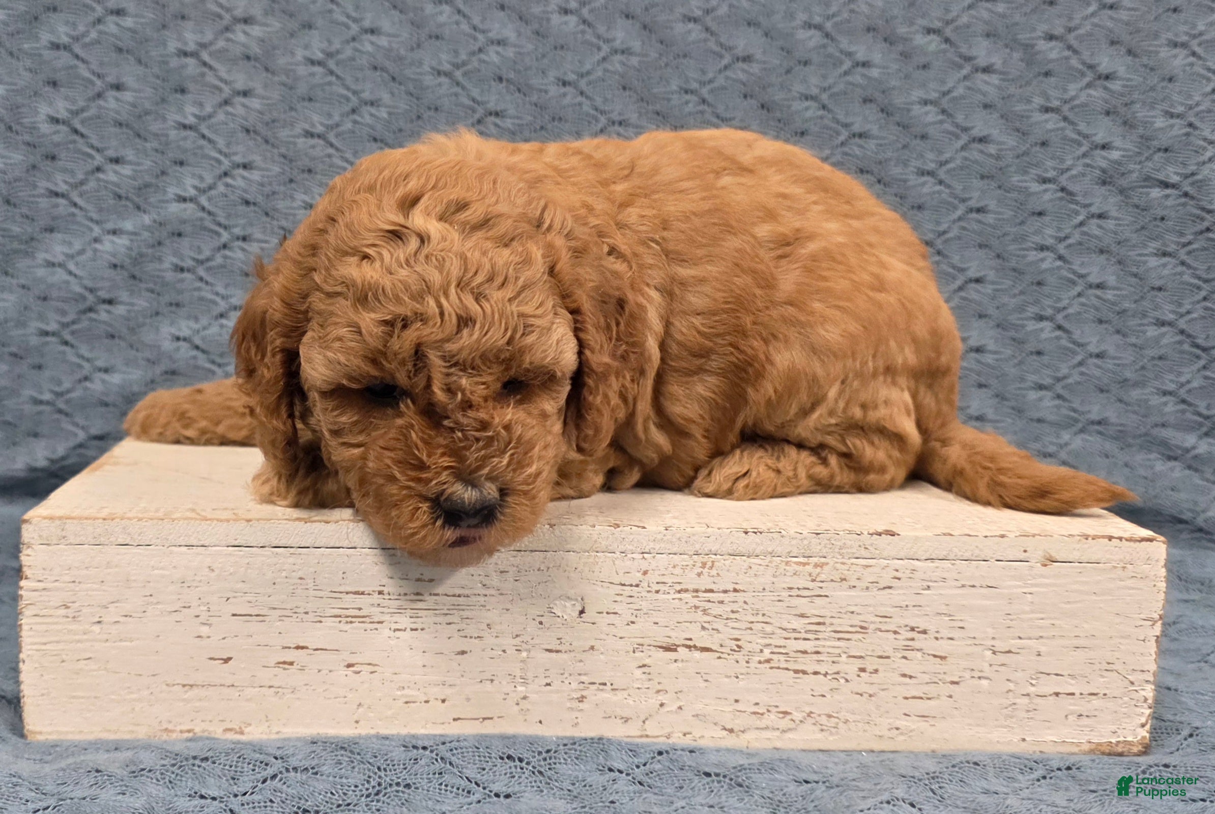 Miniature Poodle dogs Buttercup - Ad 1