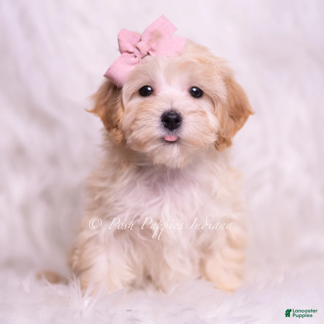Maltipoo dogs for sale: Tinka - Ad 2