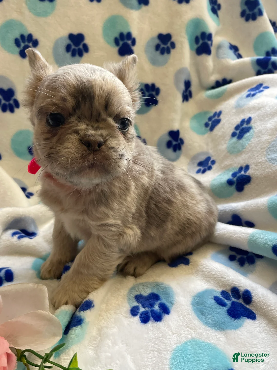 French Bulldog dogs for sale: Zoey LONG HAIRED - Ad 2