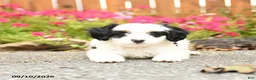 Mixed Breed dogs for sale: Callie - Ad 3