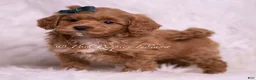 Maltipoo dogs for sale: Jaylen - Ad 4