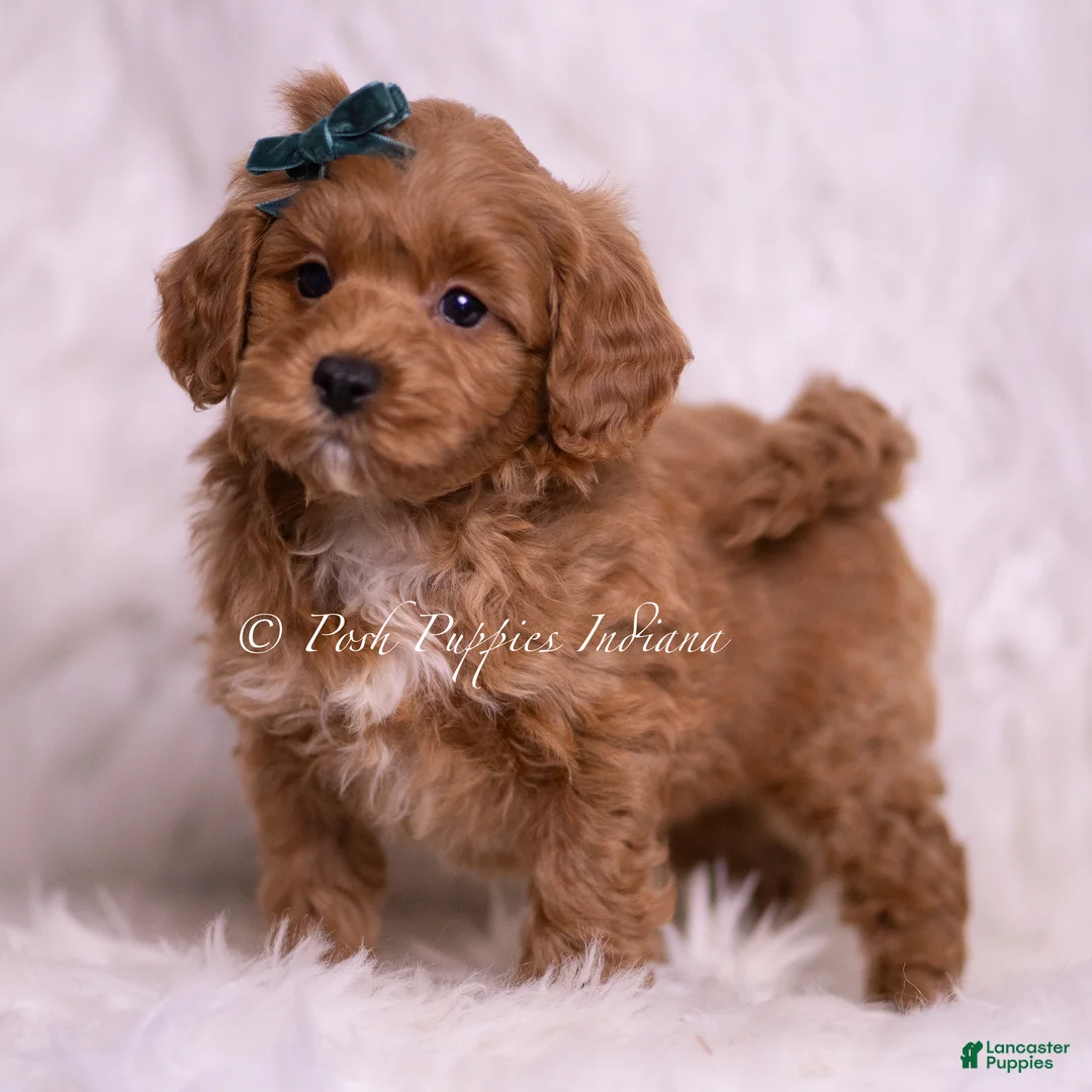 Maltipoo dogs for sale: Jaylen - Ad 4