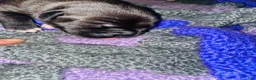 American Pit Bull Terrier dogs for sale: American Pit Bull Terrier 1 - Ad 1