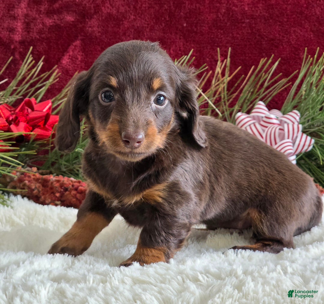 Miniature Dachshund dogs for sale: Kimby - Ad 1