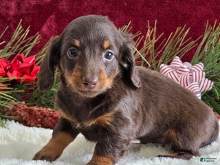 Miniature Dachshund dogs Kimby - Ad 22