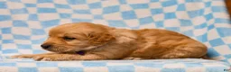 Golden Retriever dogs for sale: Donavan AKC Golden Retriever Pup - Ad 4
