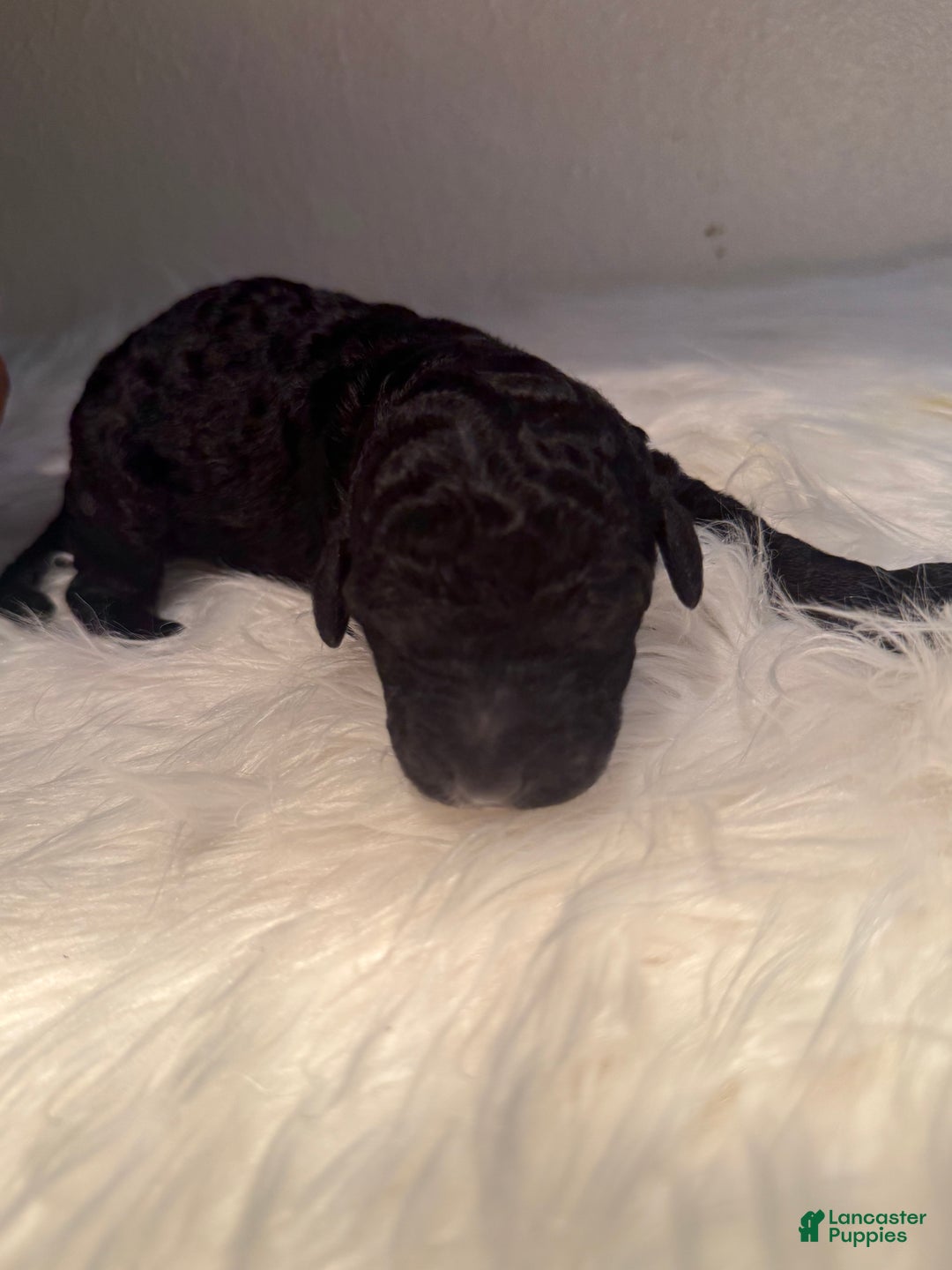 Standard Poodle dogs for sale: Standard Poodle Puppy 4 - Ad 13