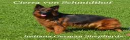 German Shepherd dogs for sale: German Shepherd female red collar - Ad 12