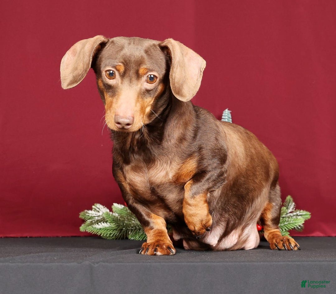 Miniature Dachshund dogs for sale: Natalie - Ad 10