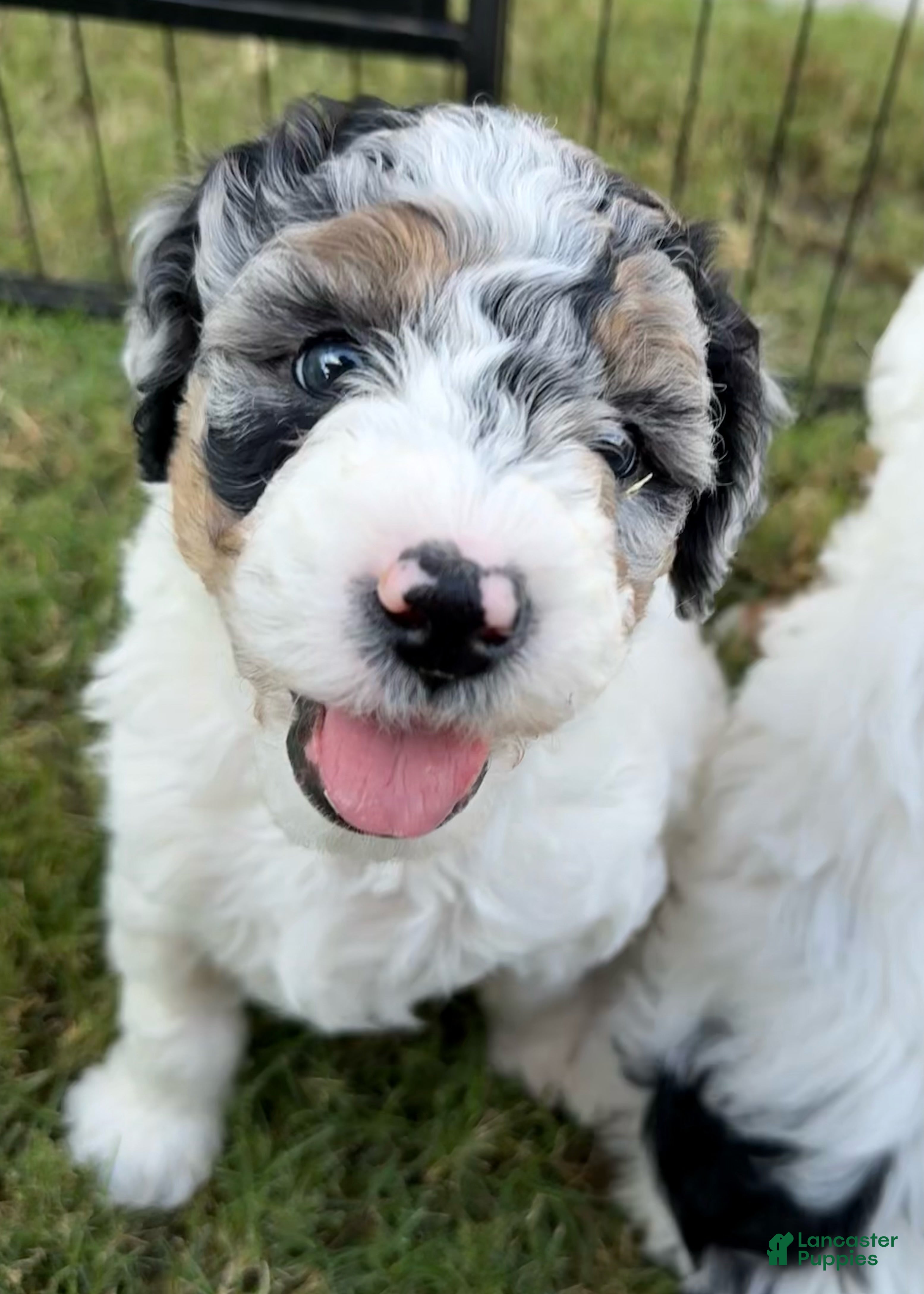 Mini Aussiedoodle dogs Puddles - Ad 3