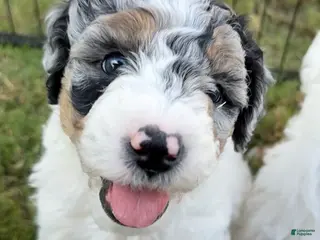 Mini Aussiedoodle dogs Puddles - Ad 3