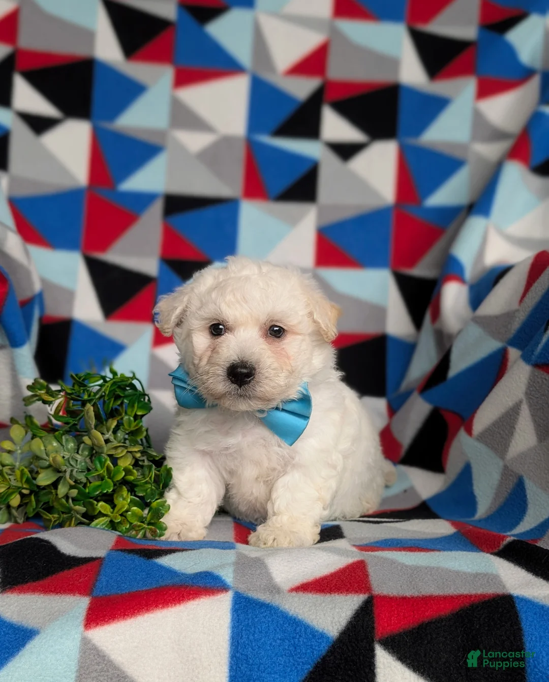 Bichon Frise dogs for sale: Barrister - Ad 2