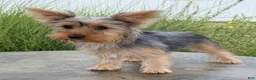 Yorkshire Terrier dogs for sale: Annie - Ad 4