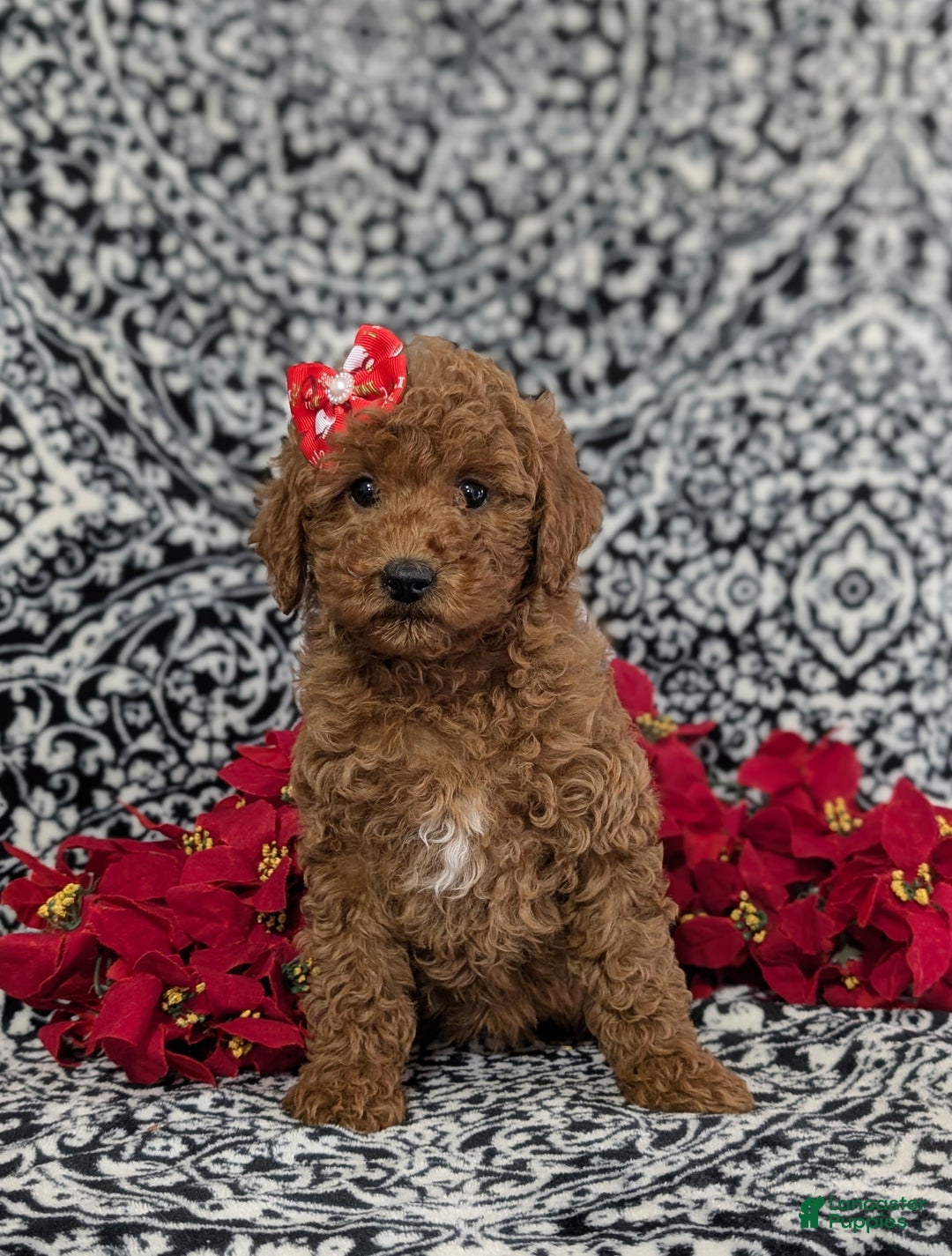 Miniature Poodle dogs for sale: Cherokee - Ad 2