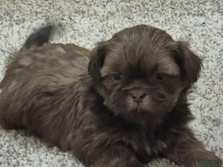 Shih Tzu dogs Shih Tzu Puppy 2 - Ad 38