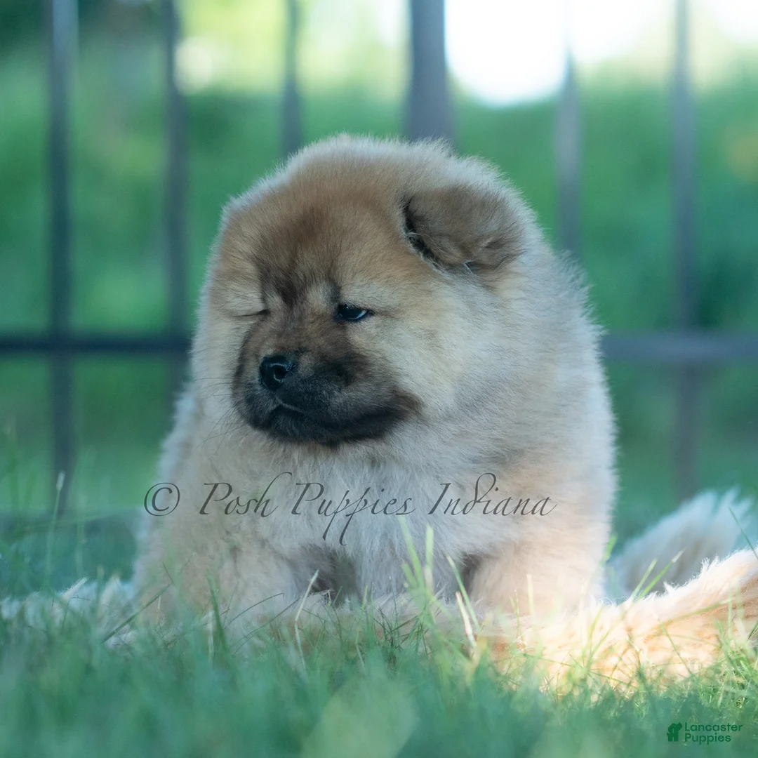 Chow Chow dogs for sale: Meesha - Ad 8