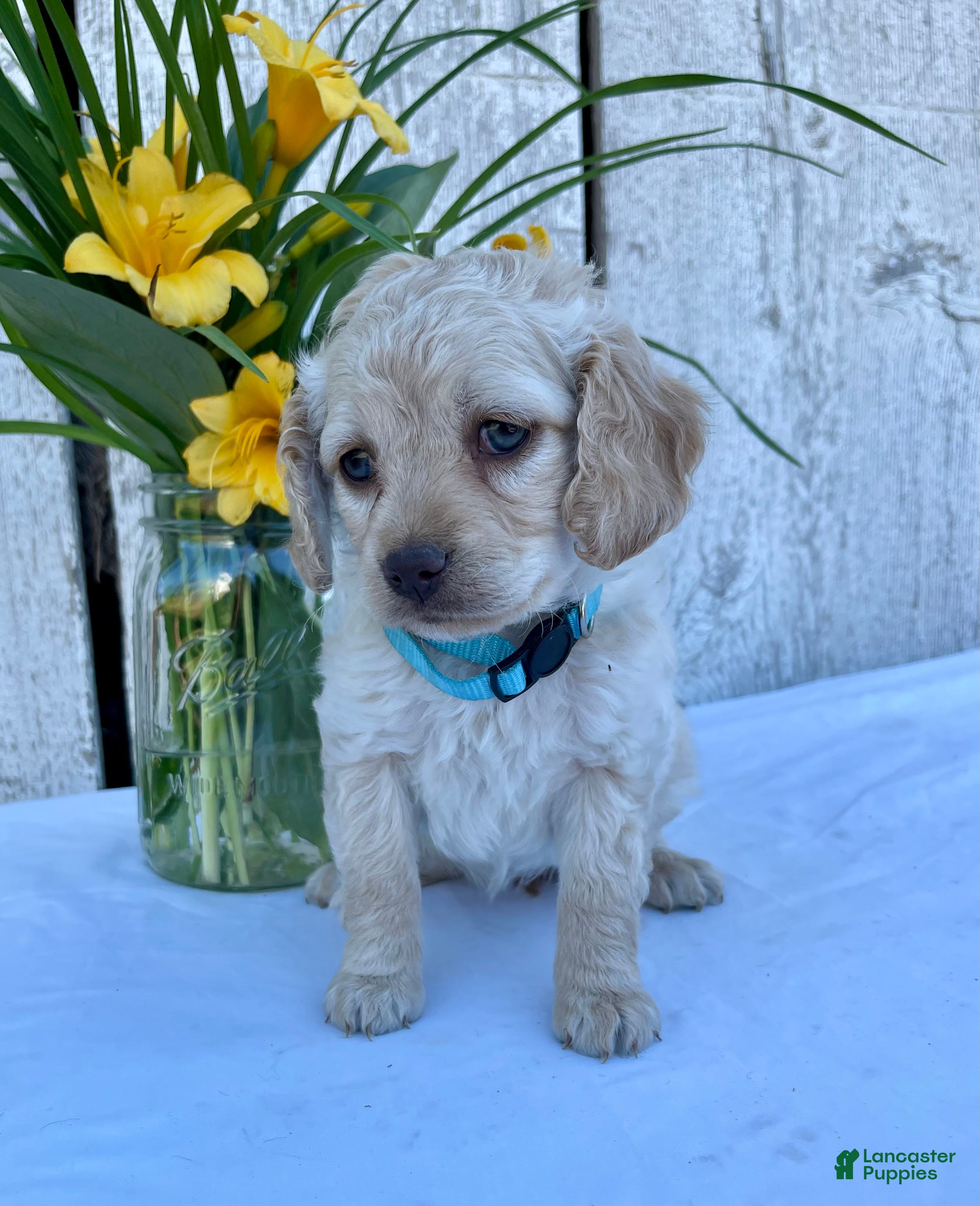Cockapoo dogs Lily - Ad 2