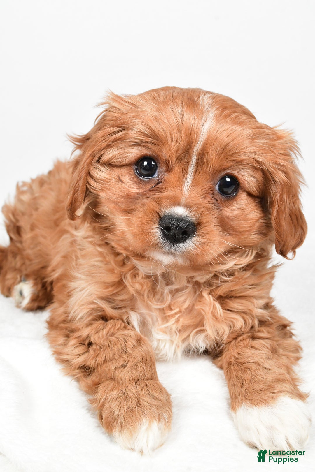 Cavapoo dogs for sale: Pearl f one b - Ad 4