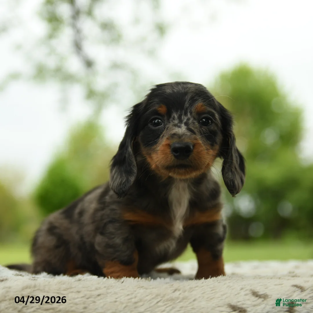 Miniature Dachshund dogs for sale: Francis - Ad 2