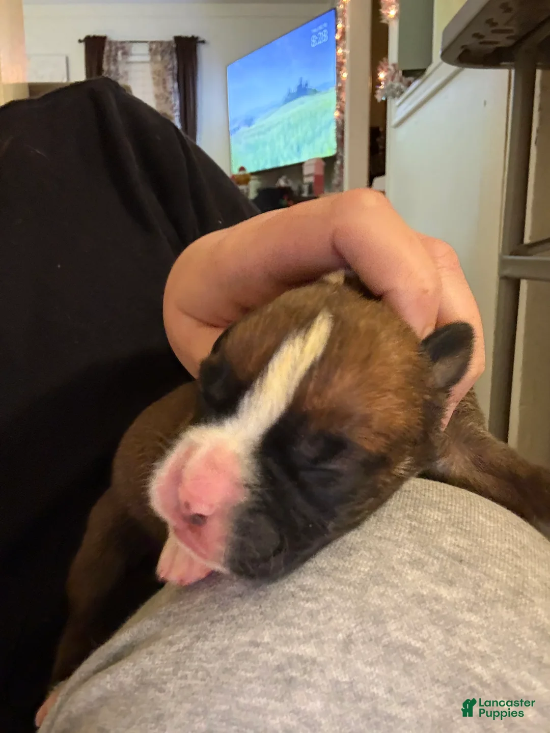 Boxer dogs for sale: Green - Ad 3