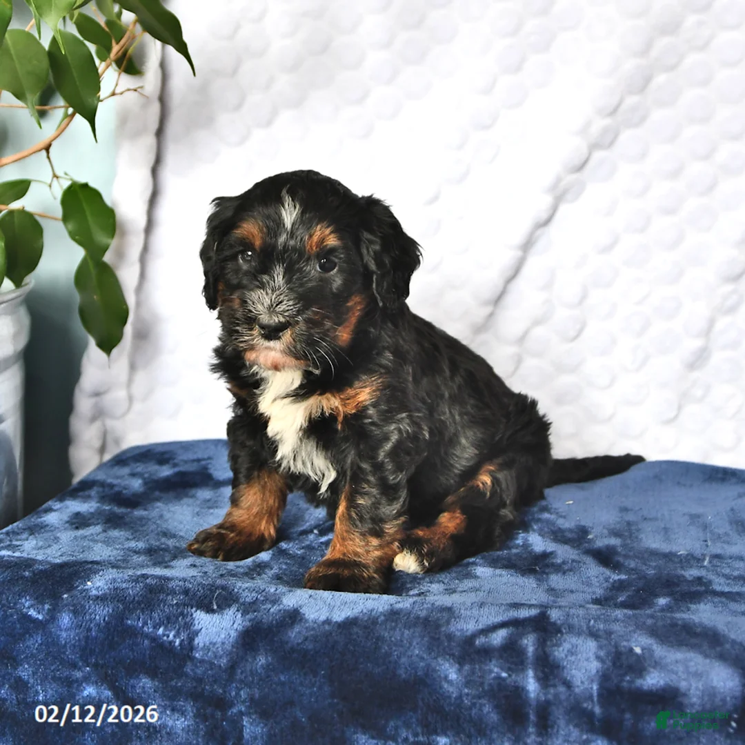 Mini Bernedoodle dogs for sale: Willow - Ad 3