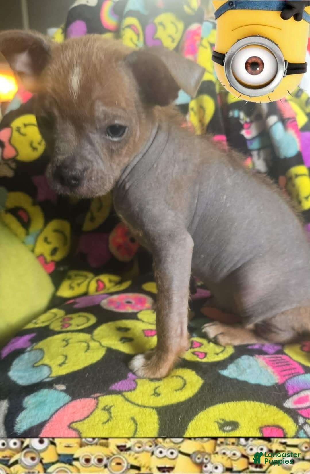 Chinese Crested dogs Stewart - Ad 2