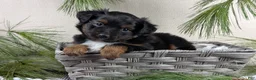 Toy Australian Shepherd dogs for sale: Bronson - Ad 19