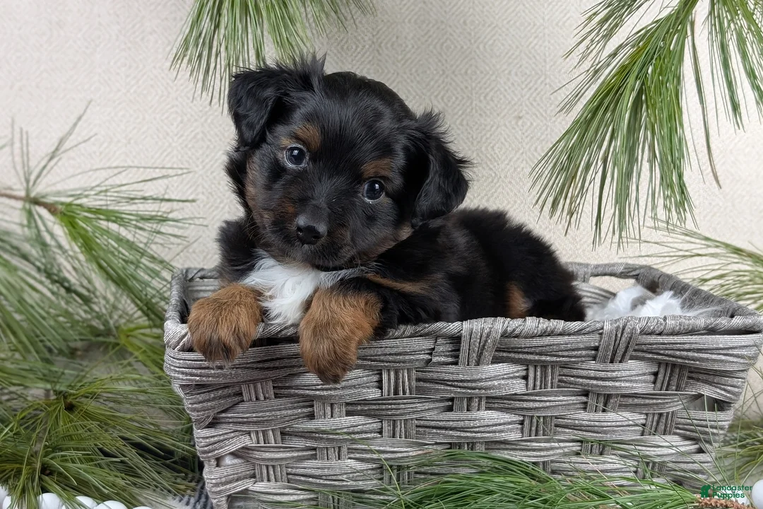Toy Australian Shepherd dogs for sale: Bronson - Ad 19