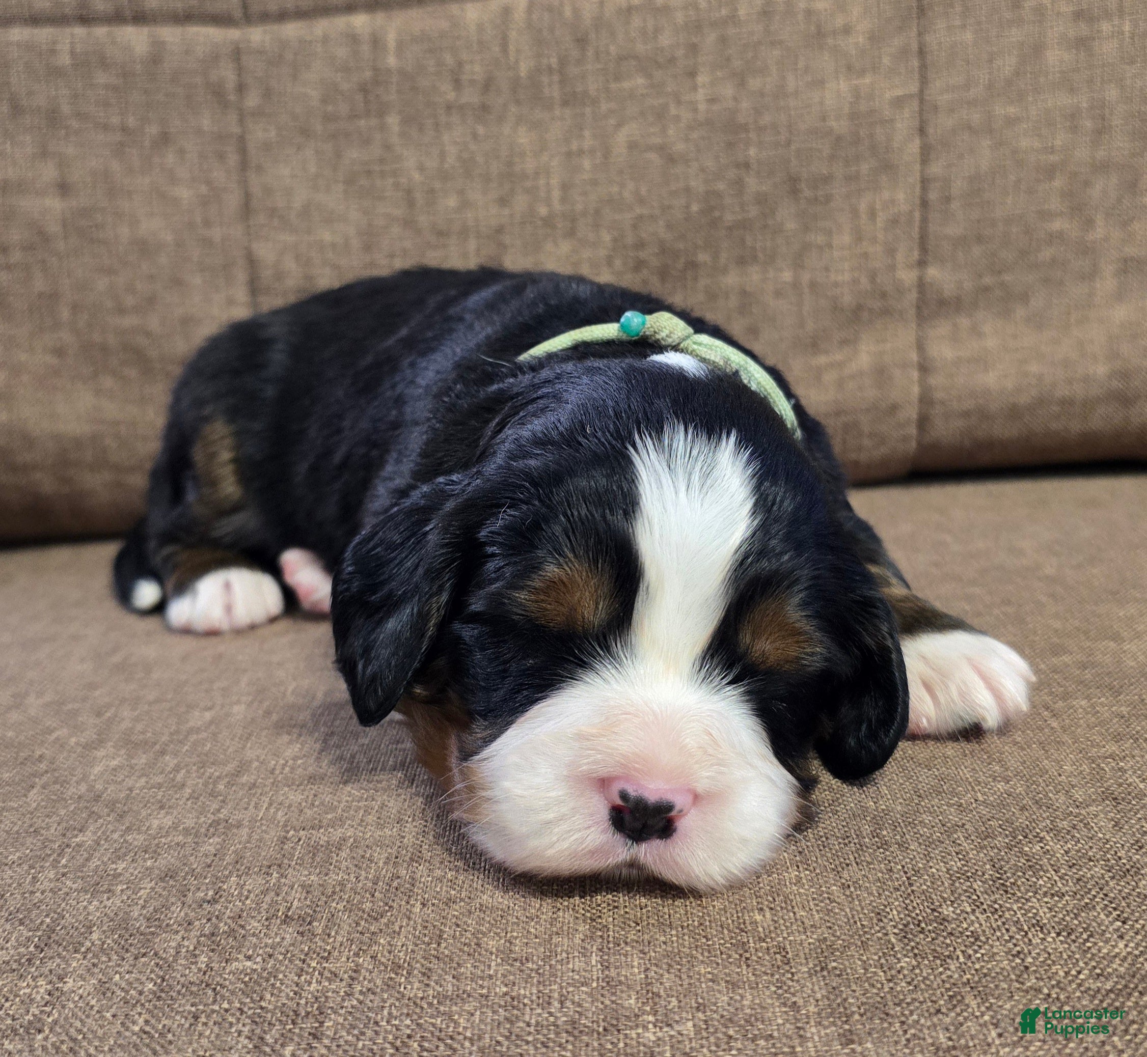 Miniature Bernese Mountain Dog dogs Sidecar - Ad 1