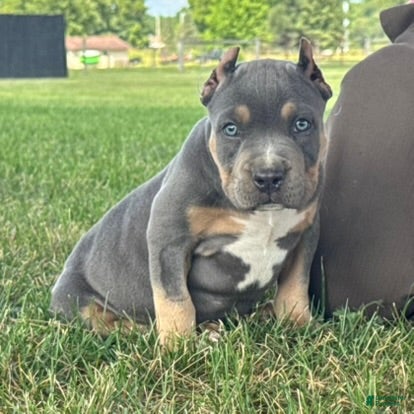 American Bully dogs Hurley - Ad 1