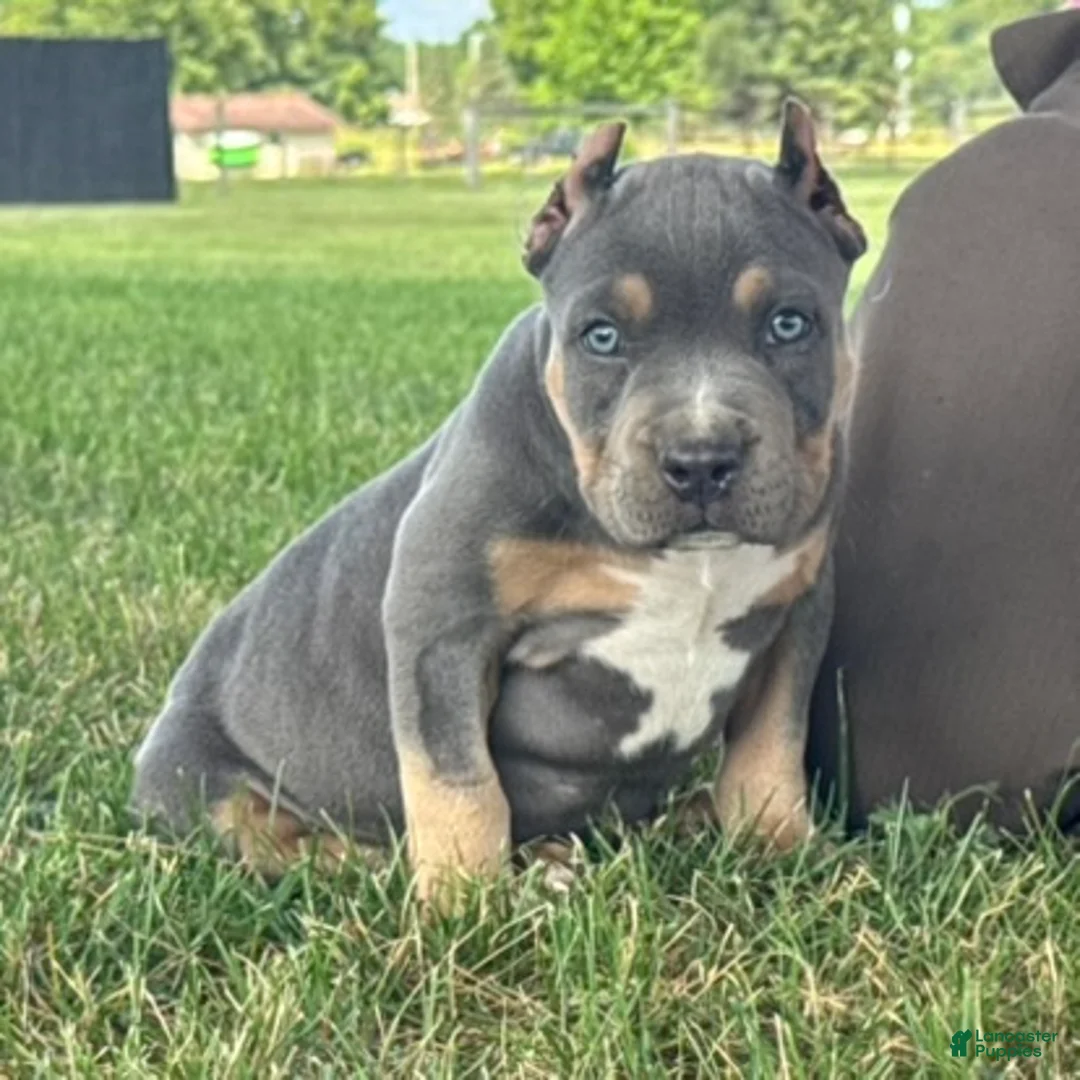 American Bully dogs for sale: Hurley - Ad 1